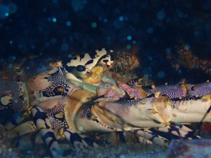 Langouste