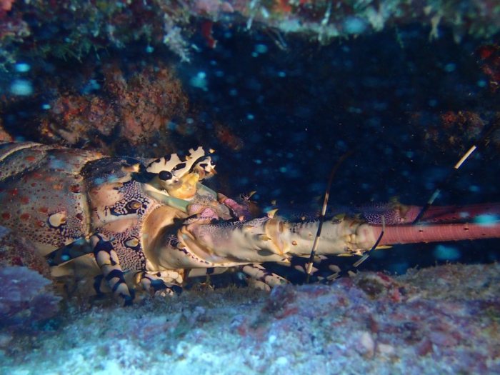 Langouste