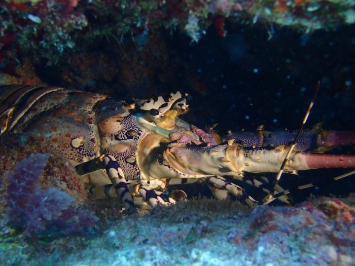 Langouste
