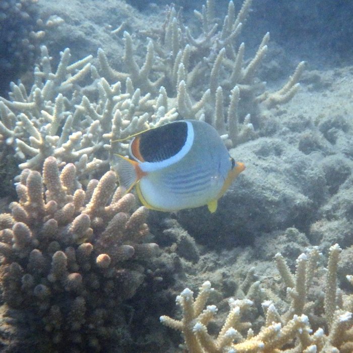 Chaetodon ephippium