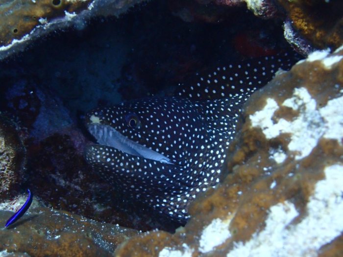 Gymnothorax meleagris