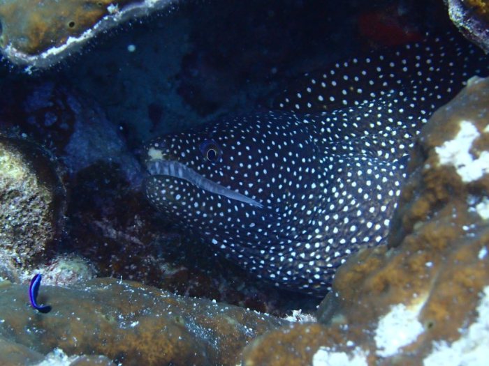 Gymnothorax meleagris
