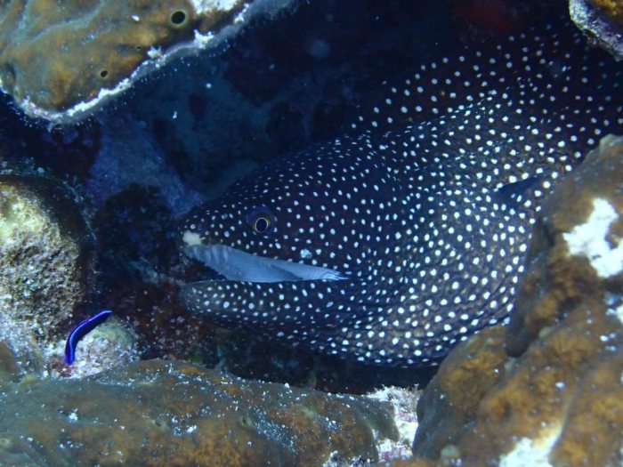 Gymnothorax meleagris