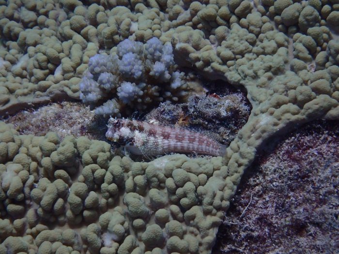 Salarias fasciatus