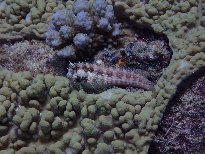 Salarias fasciatus