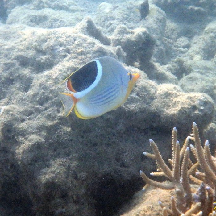 Chaetodon ephippium