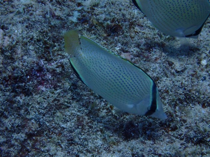 Chaetodon citrinellus