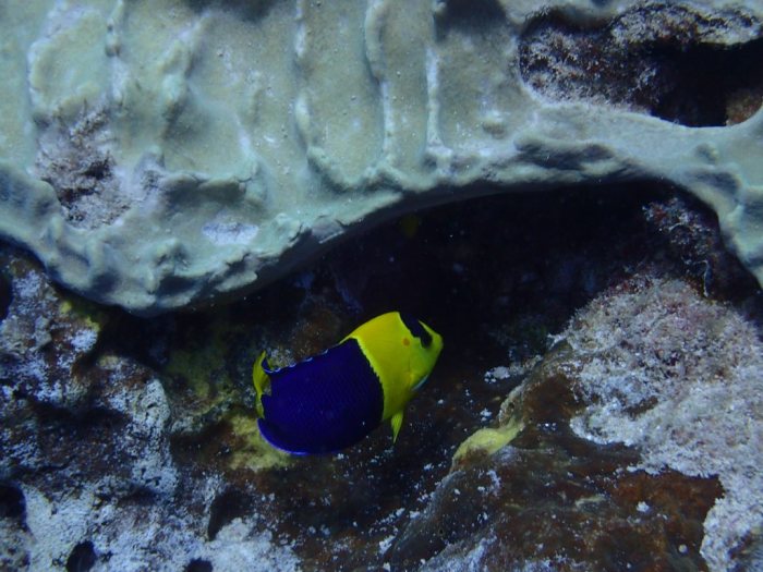 Centropyge bicolor
