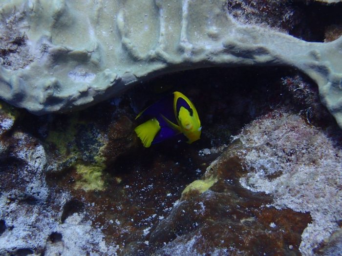 Centropyge bicolor