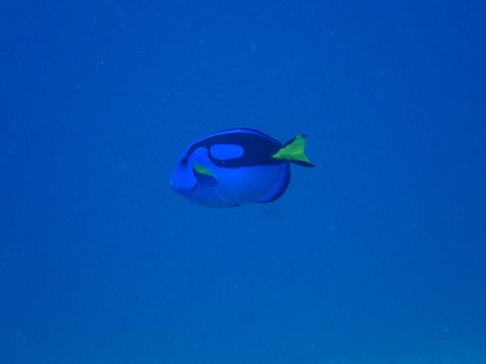 Paracanthurus hepatus