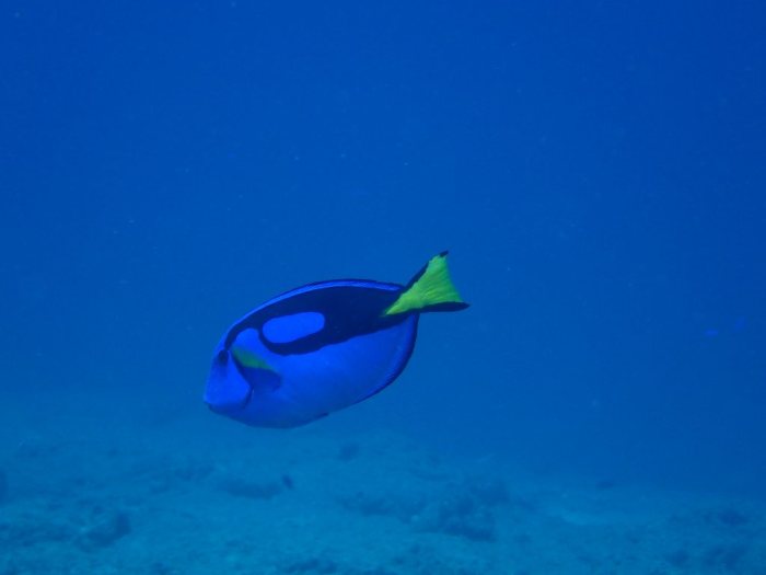 Paracanthurus hepatus