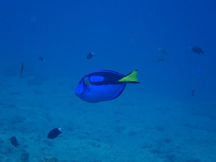 Paracanthurus hepatus