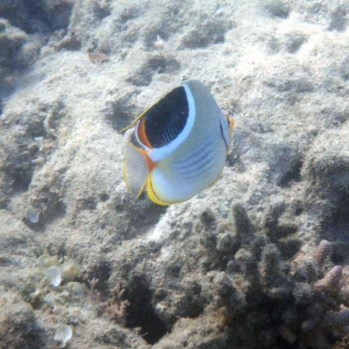 Chaetodon ephippium