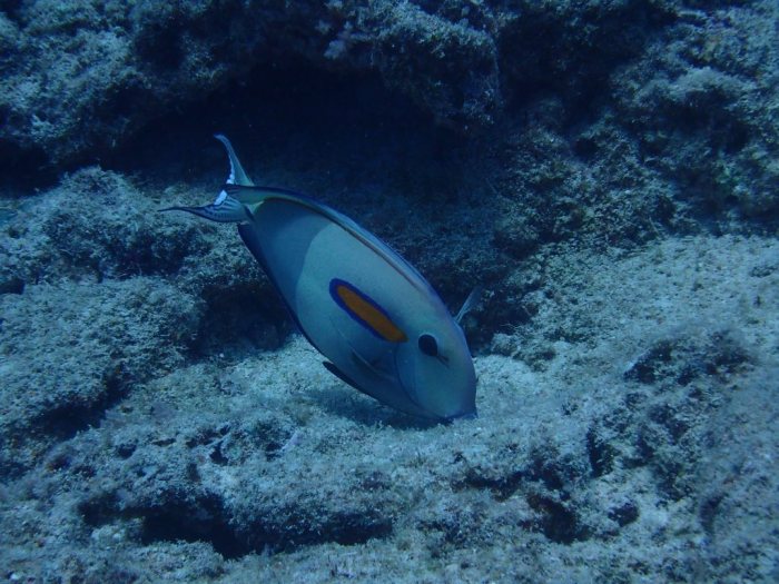 Acanthurus olivaceus