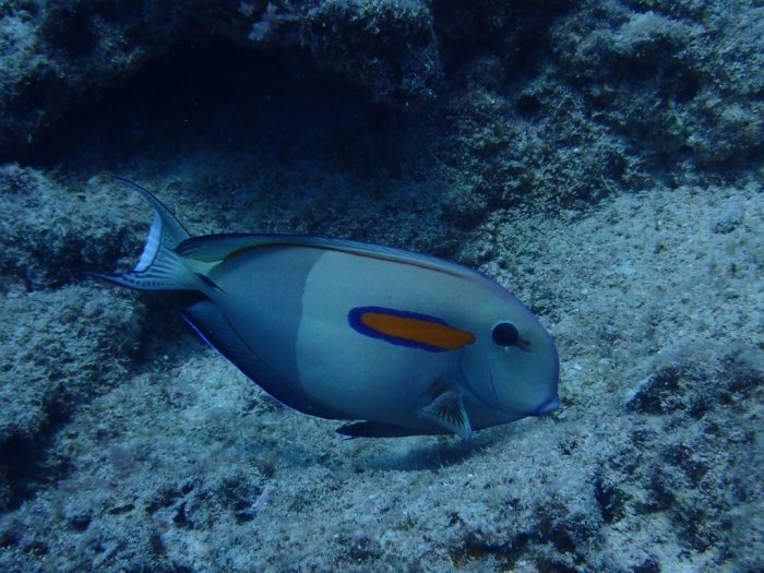 Acanthurus olivaceus