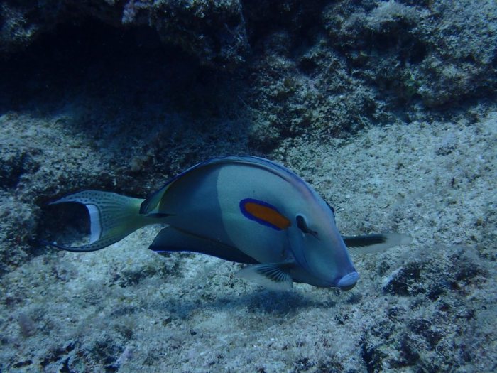 Acanthurus olivaceus
