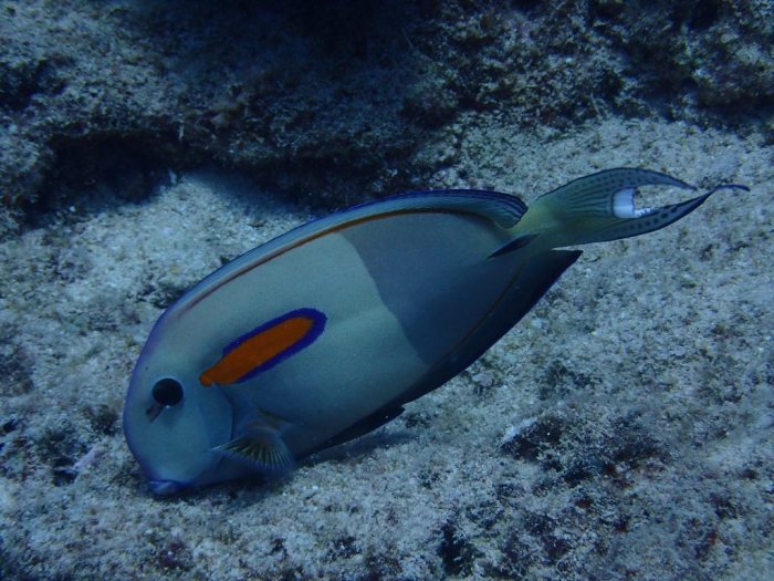 Acanthurus olivaceus