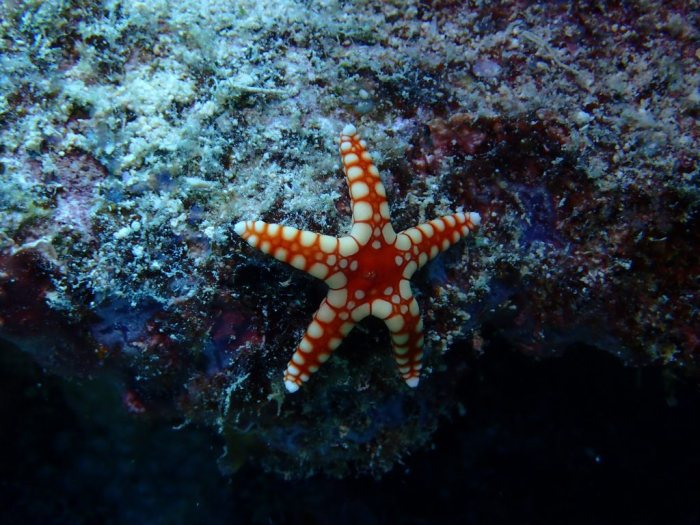 Fromia monilis