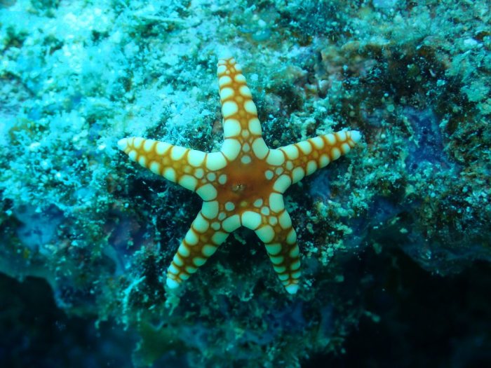 Fromia monilis