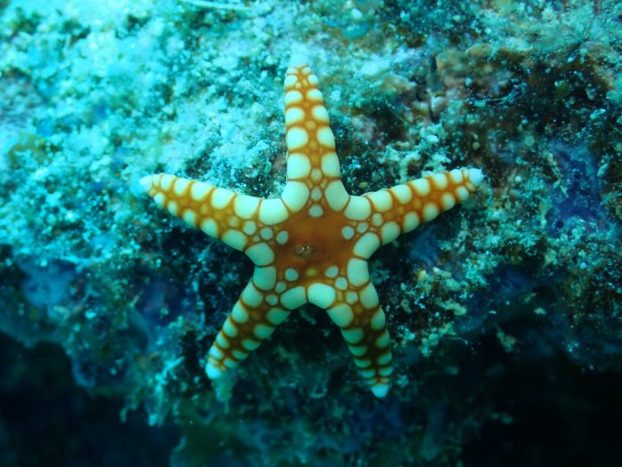 Fromia monilis
