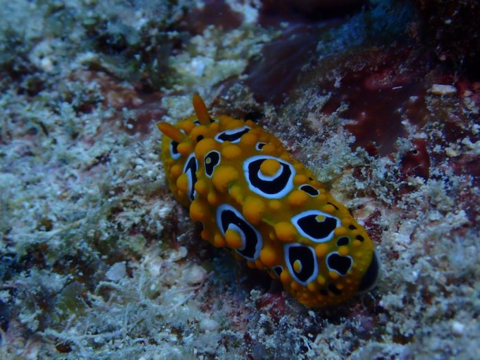 Phyllidia ocellata