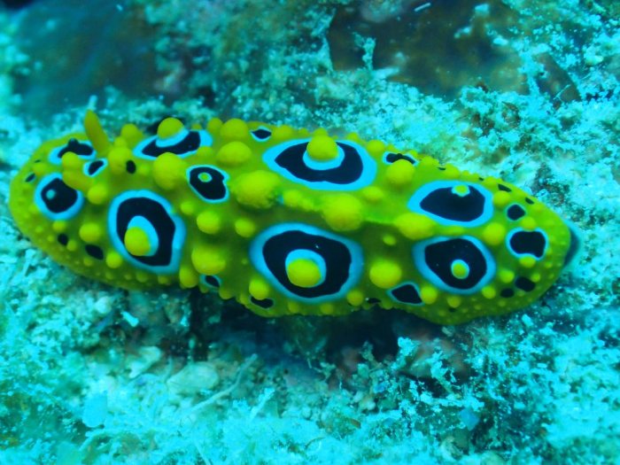 Phyllidia ocellata