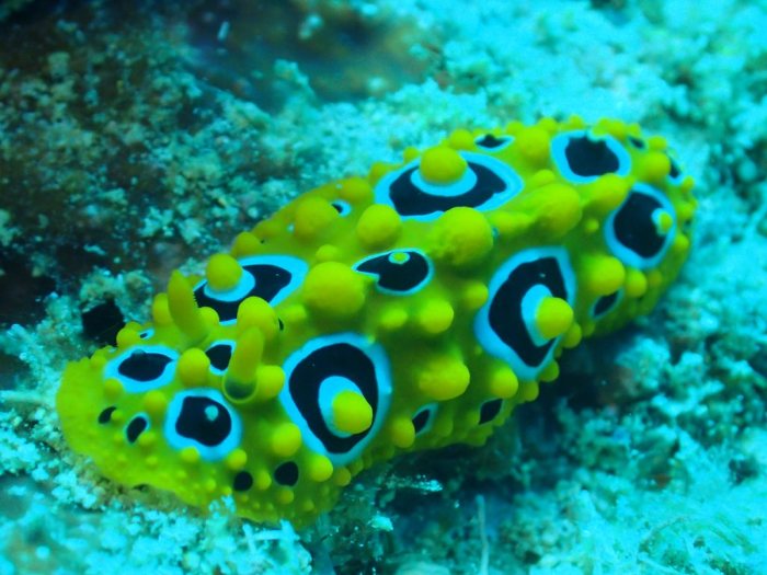 Phyllidia ocellata