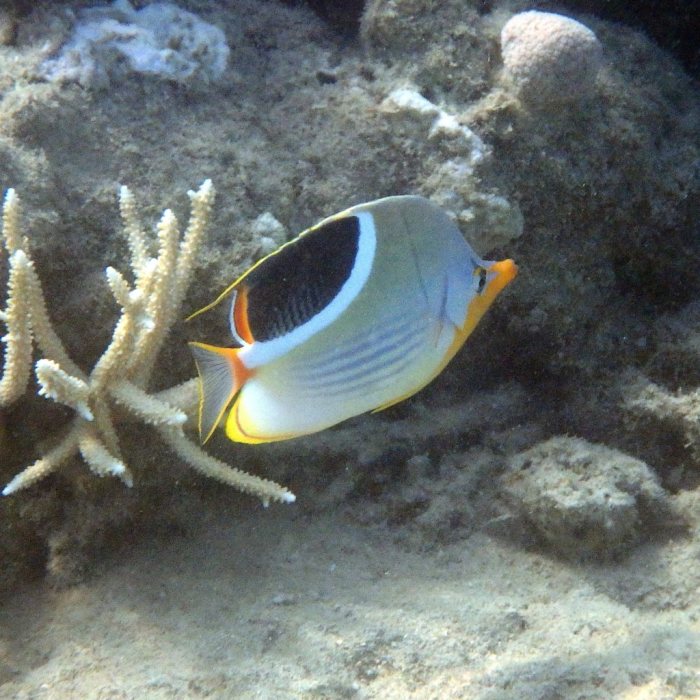 Chaetodon ephippium