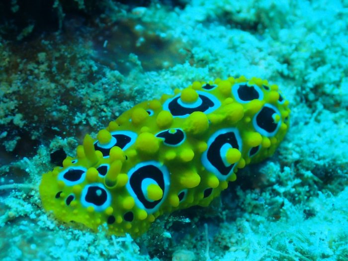 Phyllidia ocellata