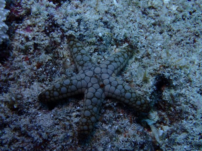 Fromia indica