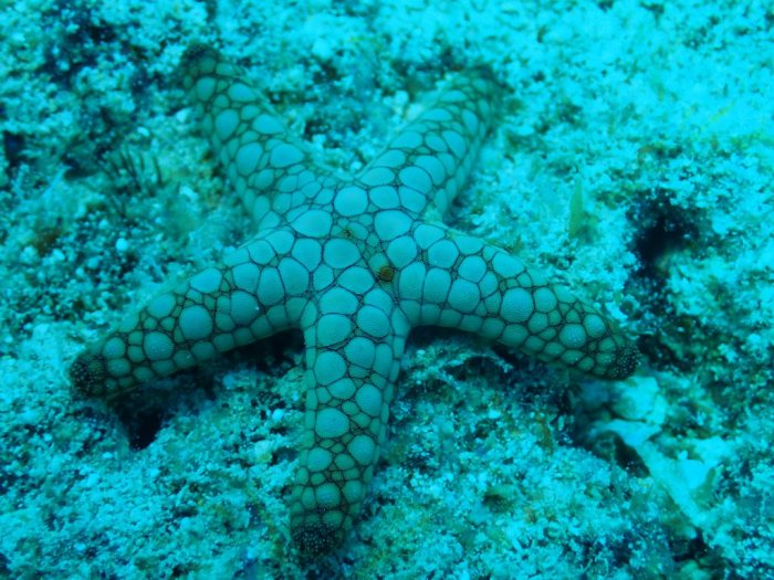 Fromia indica