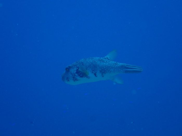 Arothron hispidus