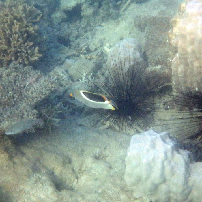 Chaetodon ephippium