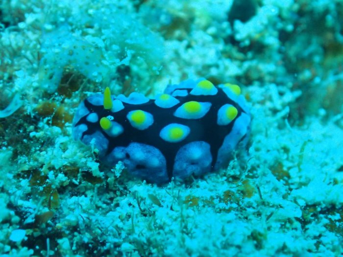 Phyllidia picta