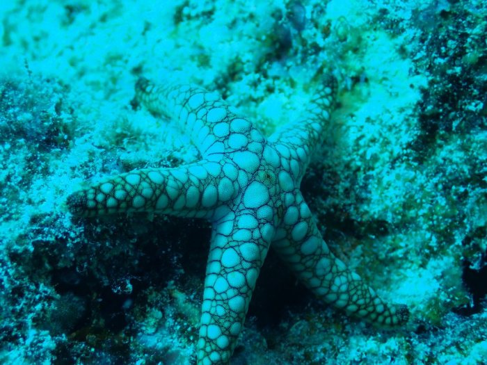 Fromia indica