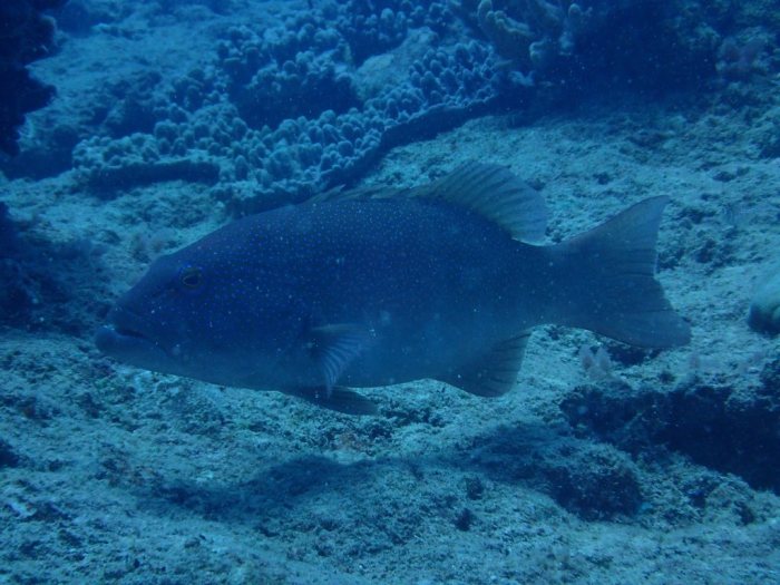 Plectropomus leopardus