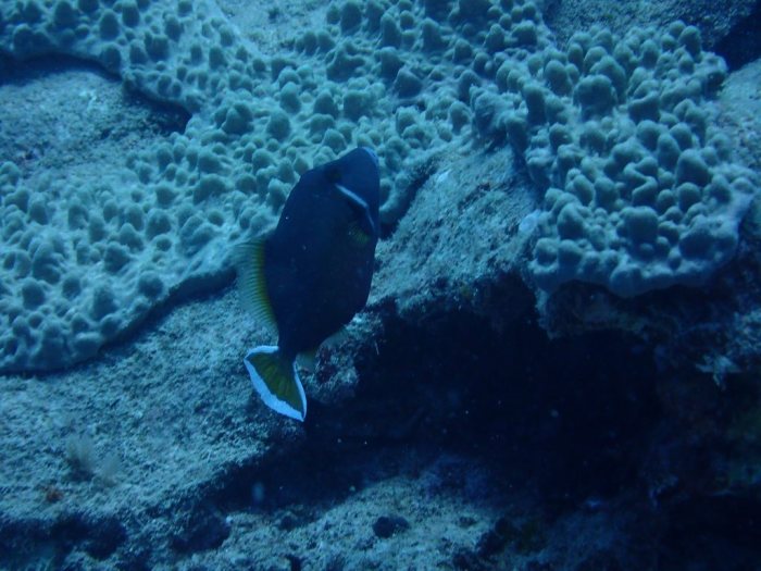 Sufflamen chrysopterum