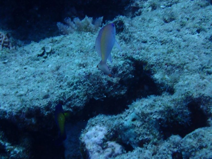Pseudanthias hypselosoma