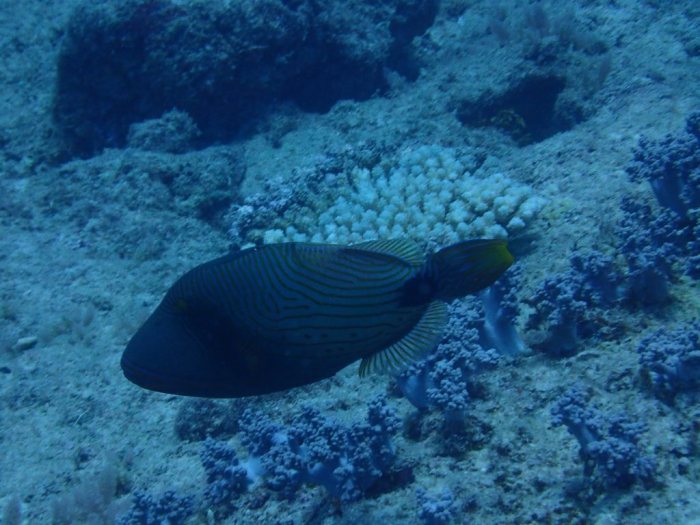 Balistapus undulatus