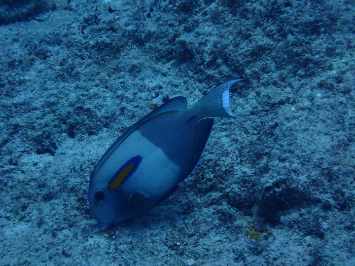 Acanthurus olivaceus