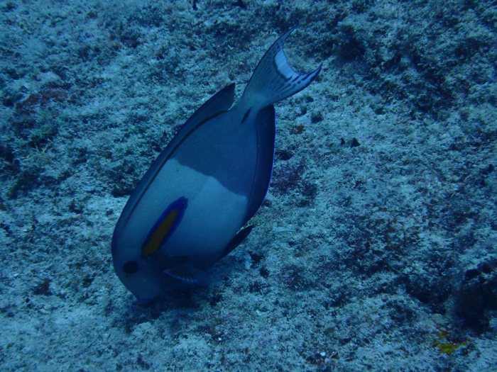 Acanthurus olivaceus