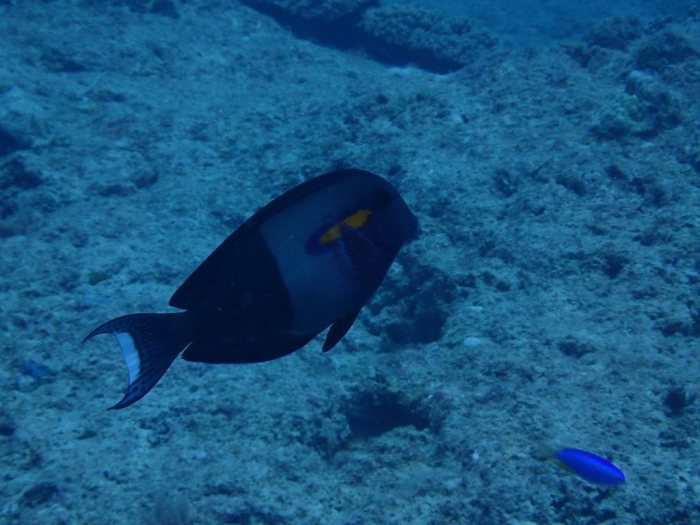 Acanthurus olivaceus