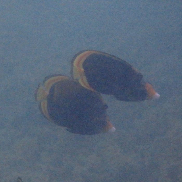 Chaetodon flavirostris