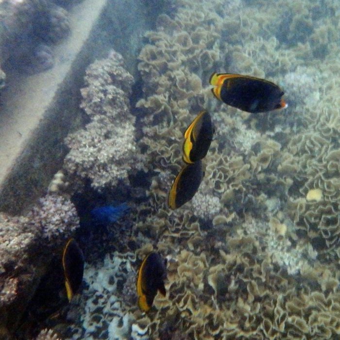 Chaetodon flavirostris