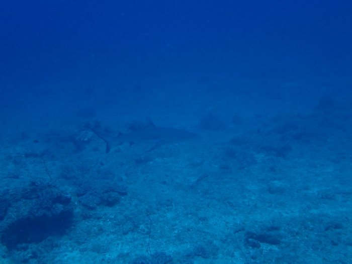 Carcharhinus amblyrhynchos