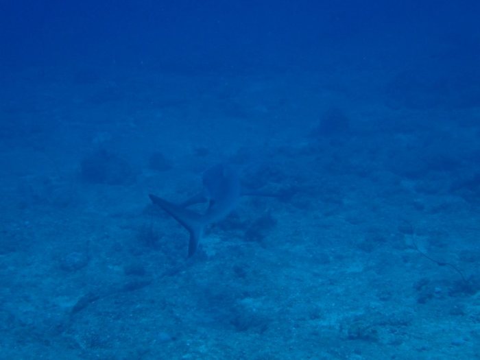 Carcharhinus amblyrhynchos