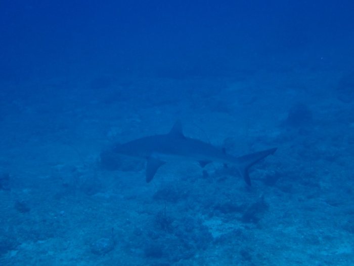 Carcharhinus amblyrhynchos