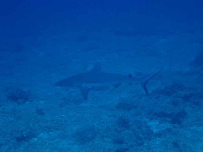 Carcharhinus amblyrhynchos