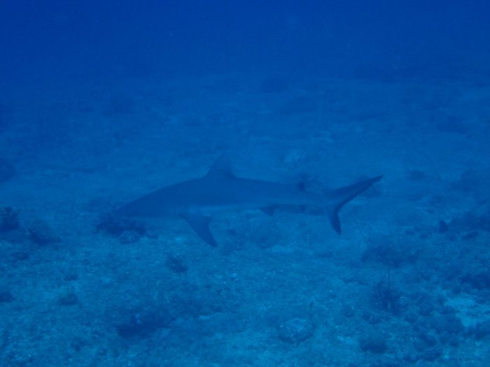 Carcharhinus amblyrhynchos