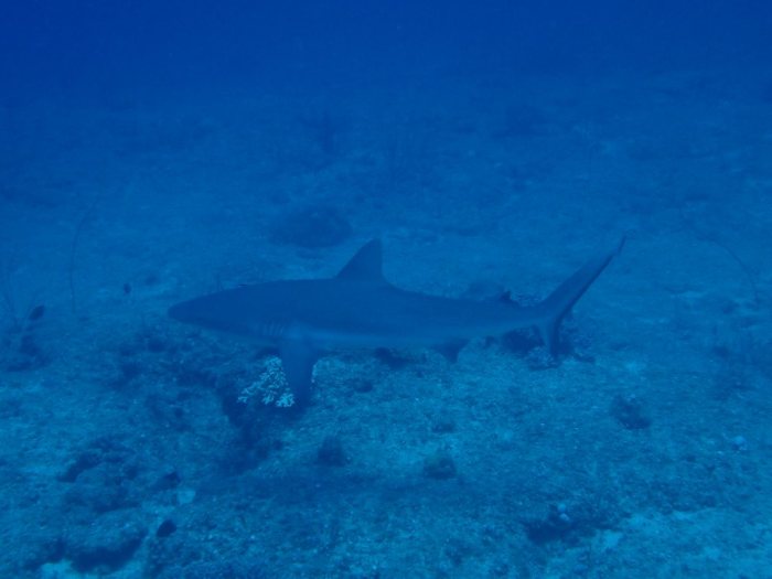 Carcharhinus amblyrhynchos